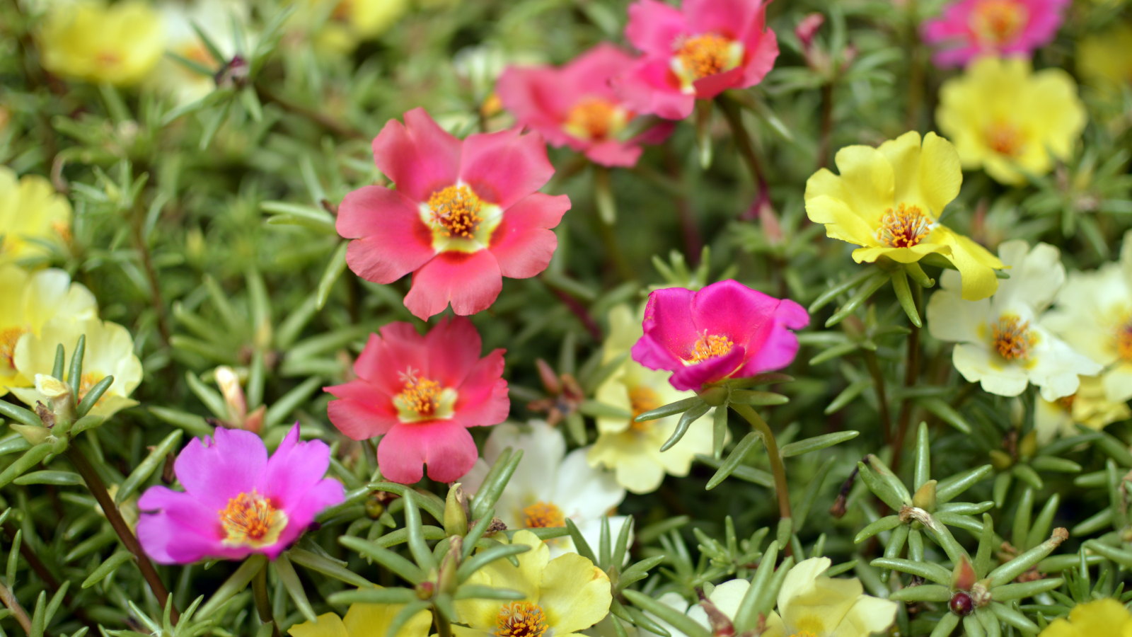 A portulaca covered in red, yellow, white, and pink flowers