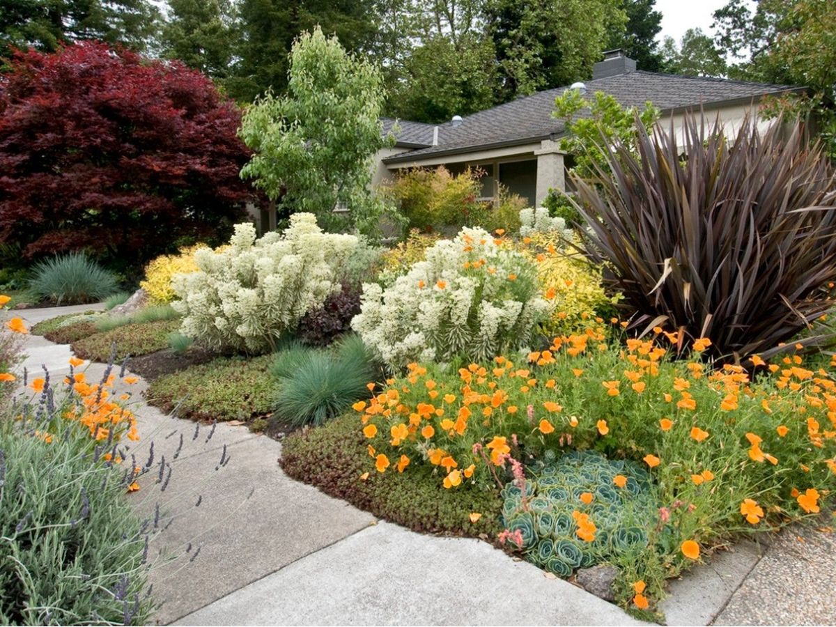 DroughtTolerant Nevada And California Lawn Alternatives Gardening