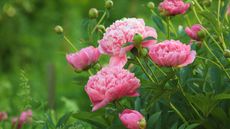 Close-up of pink peonies in open field