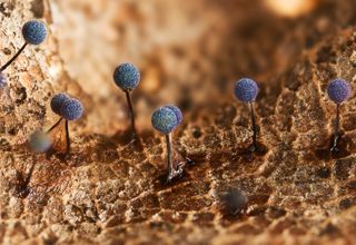 Martian landscape by Irina Petrova Adamatzky: plasmodial slime mold, Lamproderma scintillans, populating the surface of a decomposing autumnal leaf