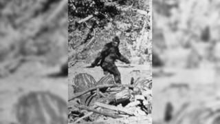 A still image alleged to be of Bigfoot taken northeast of Eureka, California in 1967