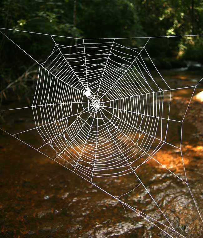 The Most Elaborate Spider Webs Ever Found in Nature