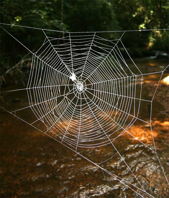 Itsy Bitsy Spider's Web 10 Times Stronger Than Kevlar