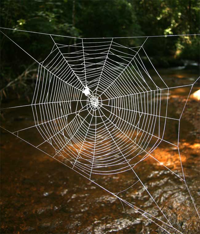 New protein found in strongest spider web material