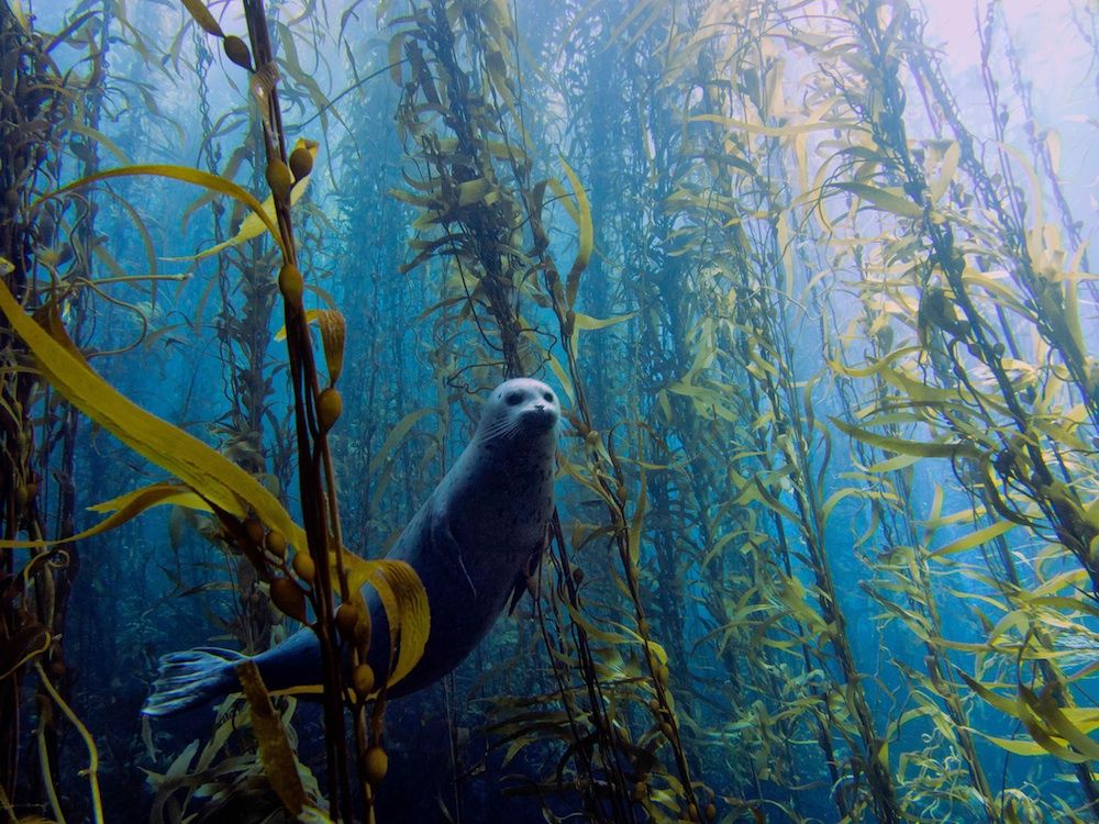 Harbor seal near san Diego