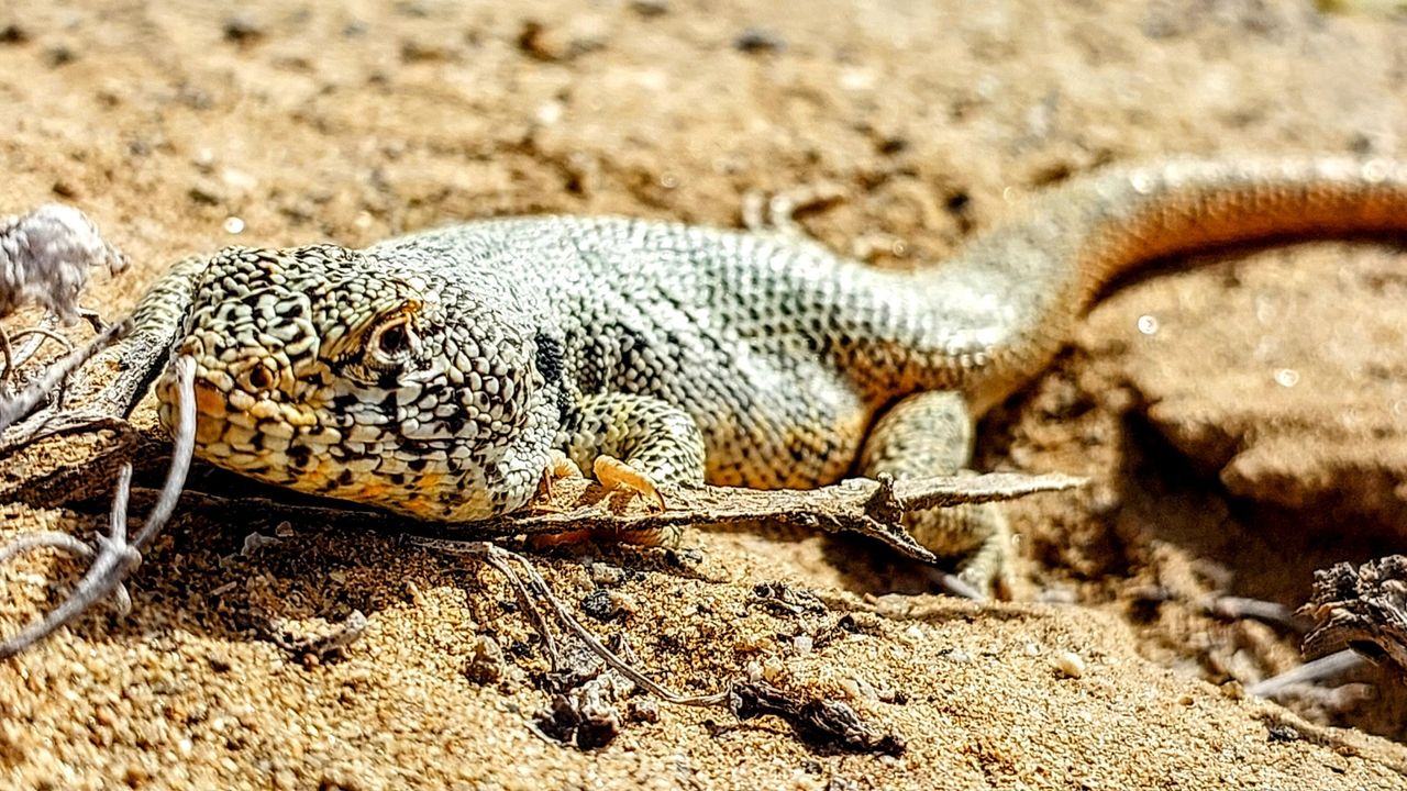 a close-up of a lizard