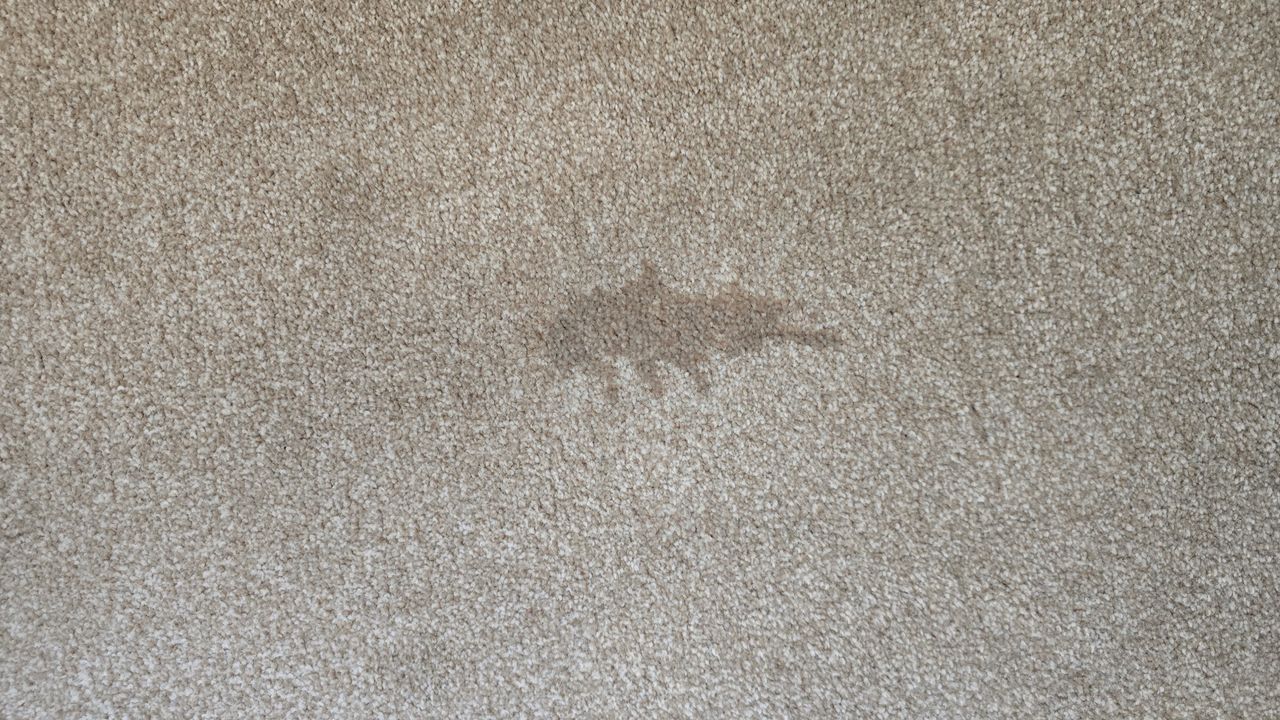 Vax Steam Fresh Total Home cleaning carpet stain