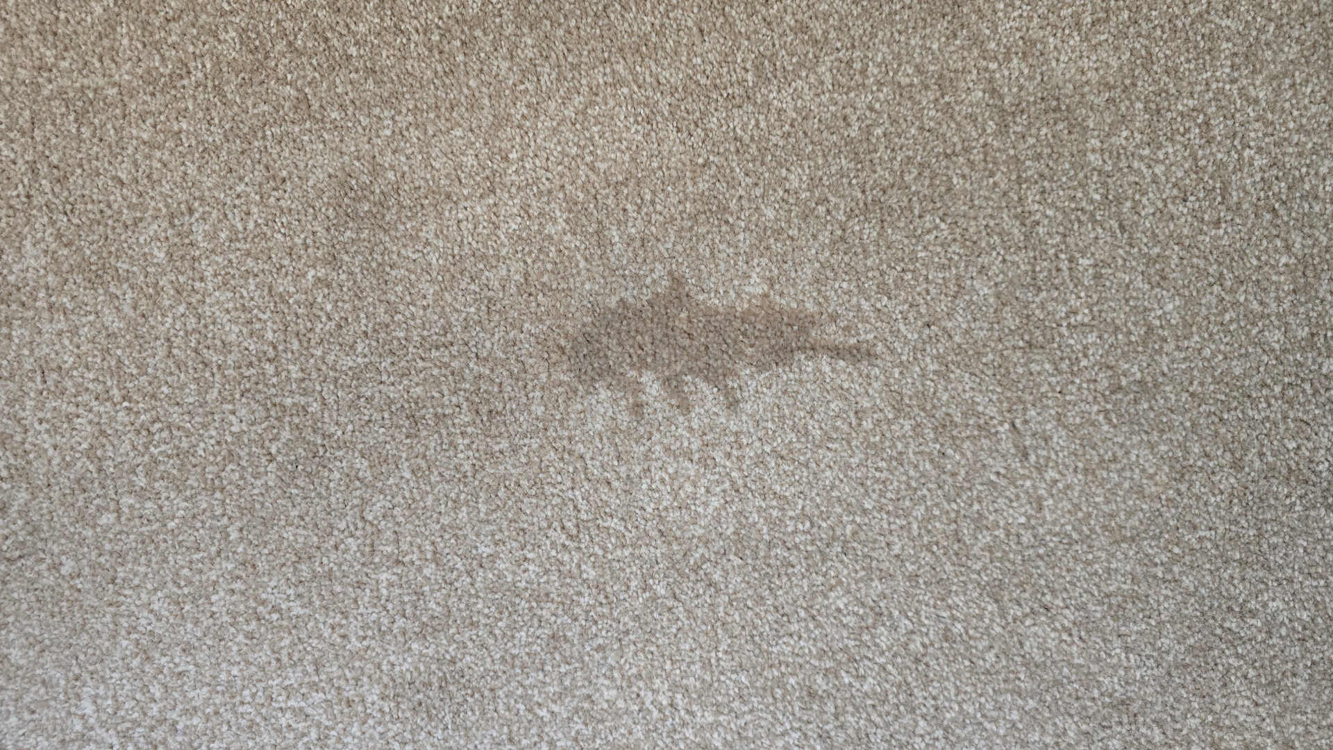 Vax Steam Fresh Total Home cleaning carpet stain