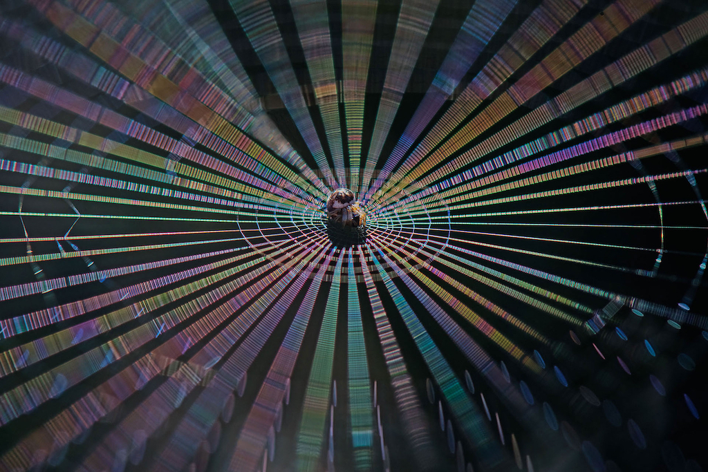 A close-up of a spider sitting at the center of its colorful, radiating web, showcasing intricate patterns and iridescent reflections