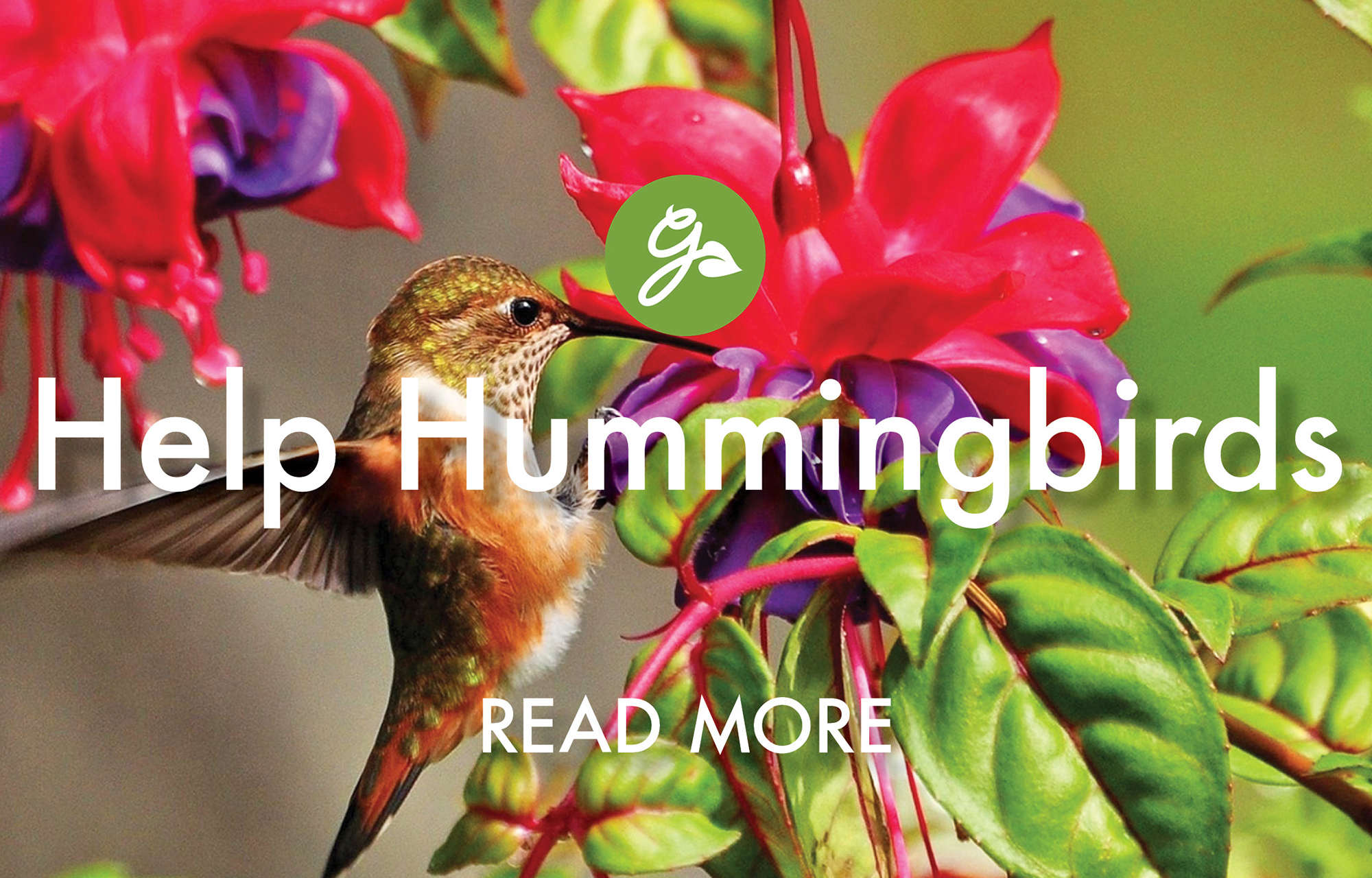 Read more about helping migrating hummingbirds. Image shows hummingbird feeding from pink and purple fuchsia flower