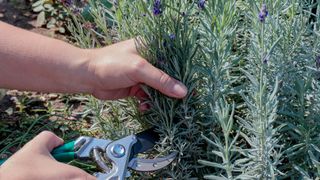 Woman pruning lavender bush with pruning shears