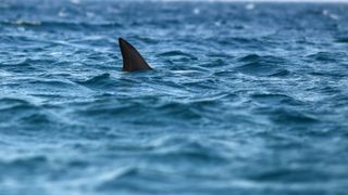 A shark fin pokes out from the water as it swims along.