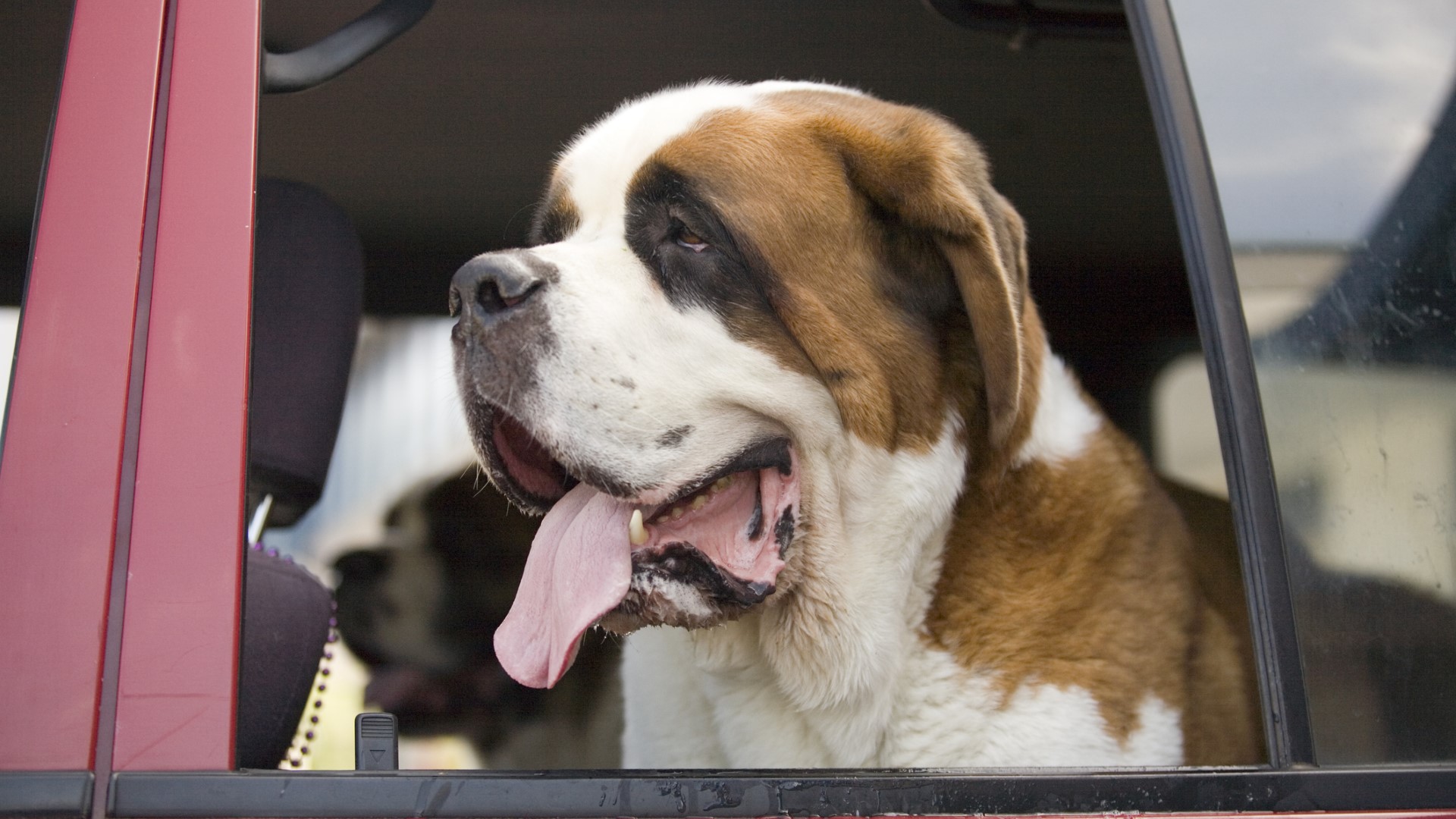 Close up of a Saint Bernard with their head out the window of a vehicle