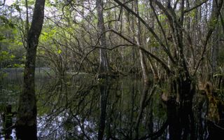 Big Cypress National Preserve in Florida national park service