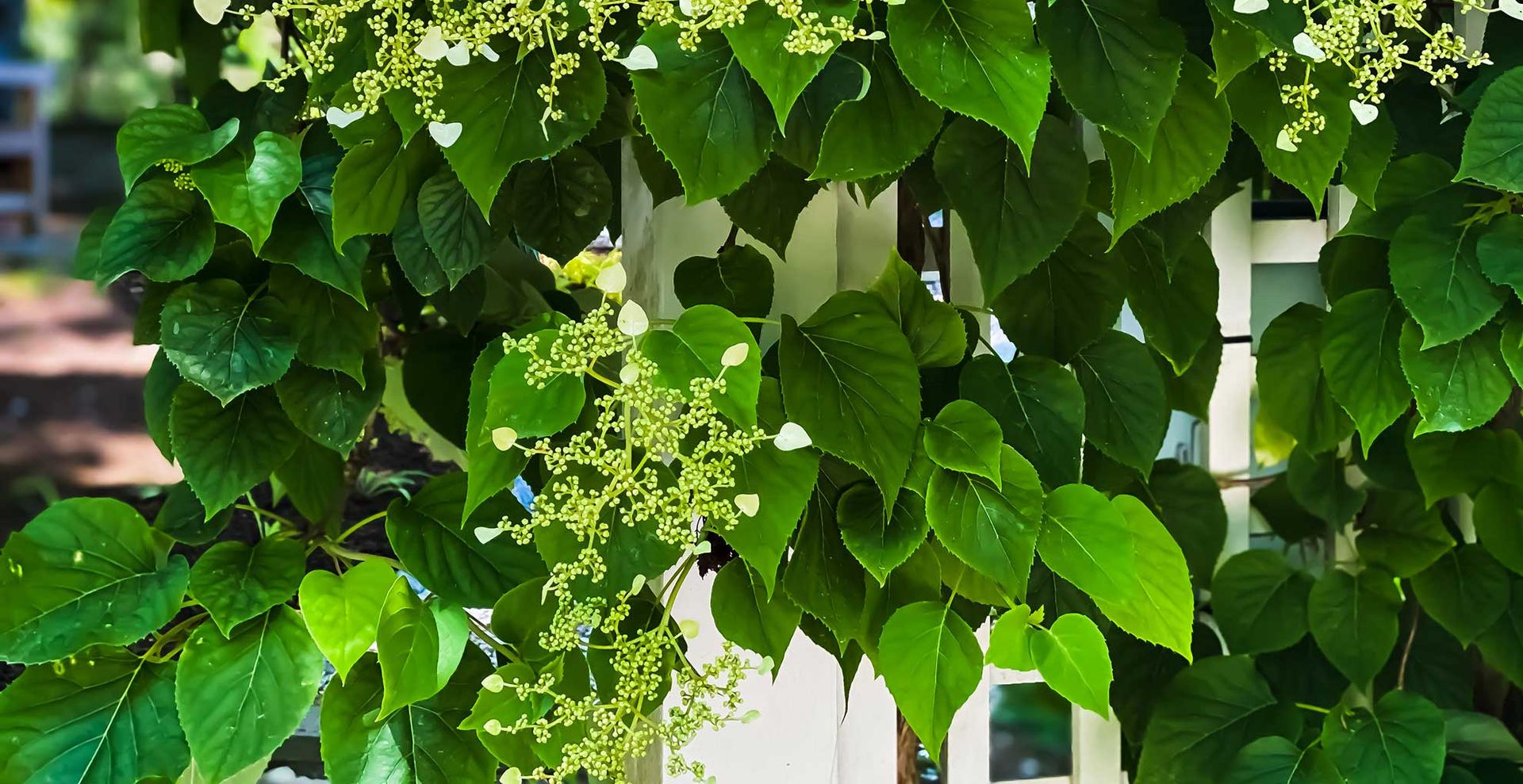 Climbing hydrangea in a garden on a cream fence
