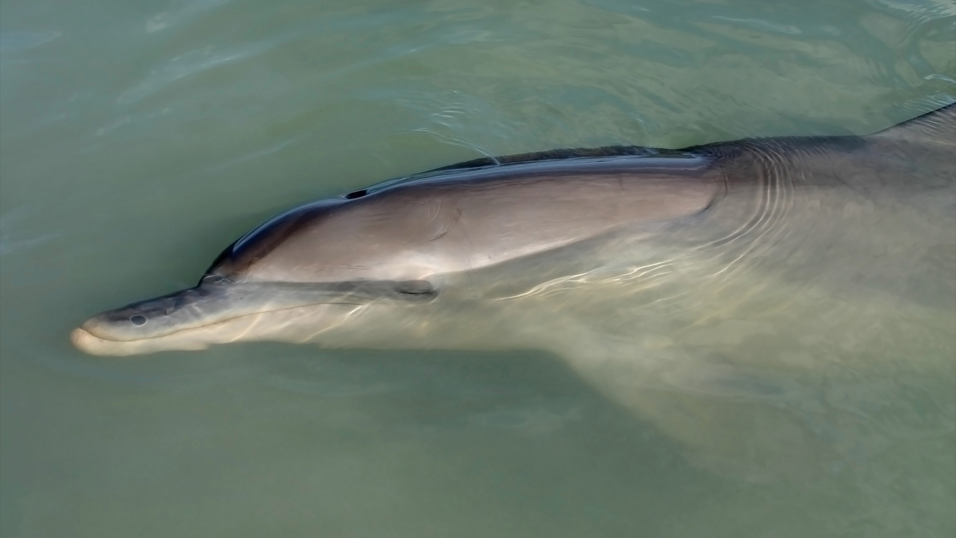 Close-up of a dolphin resting on the surface of the ocean water.