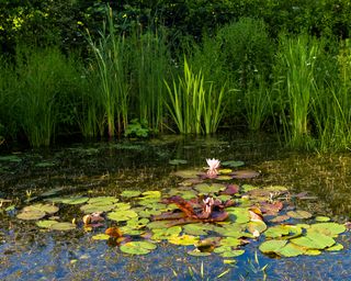 wildlife pond with water lilies and reeds