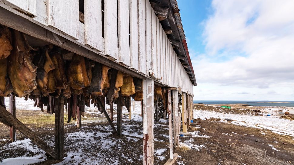 Greenland sharks Toxic, halfblind giants of the ocean Live Science