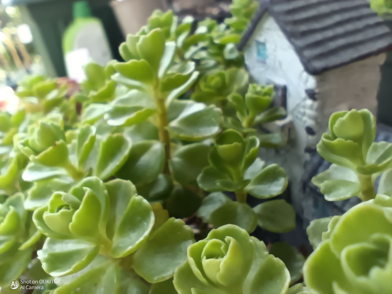 Oukitel WP68 Air Photo Examples