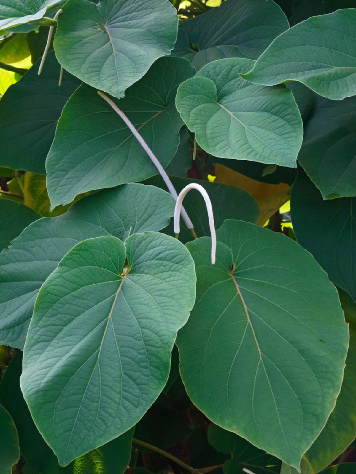 Root Beer Plant Growing - How Is A Root Beer Plant Used | Gardening Know How