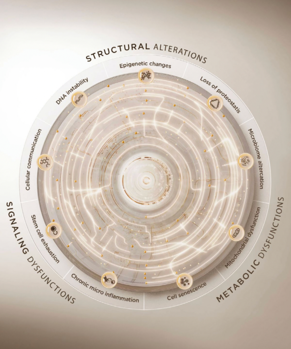 L&amp;rsquo;Or&amp;eacute;al&amp;rsquo;s Wheel of Longevity