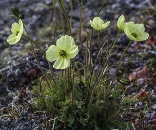 Yellow-flowered arctic poppy