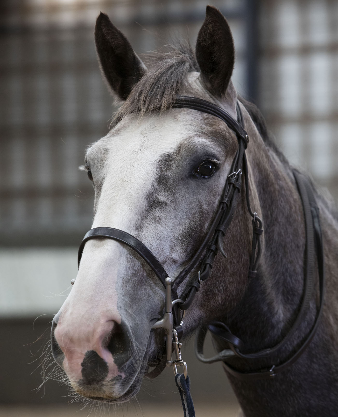 Police horse Nickleby