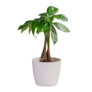 A money tree from Amazon