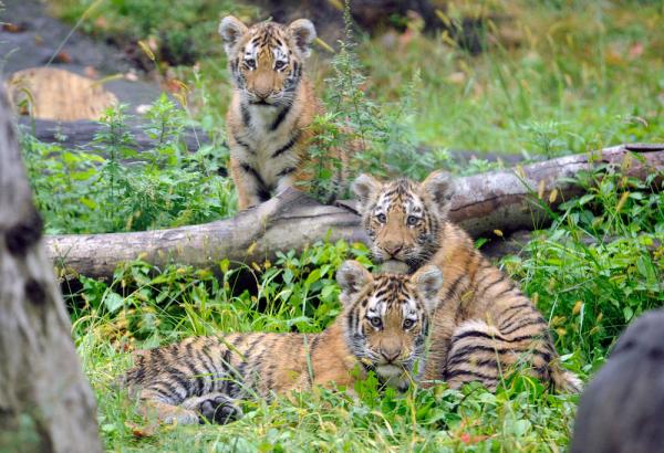 Bouncing Zoo Babies of 2010 | Live Science