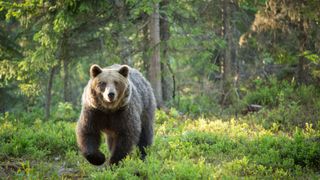 a bear sneaking through the wilderness