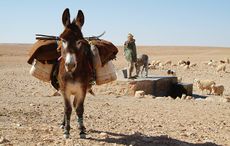 Representative-donkey-image1.jpg