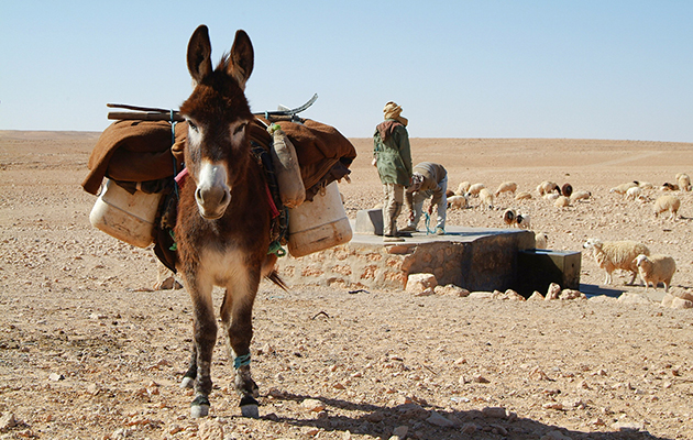 Representative donkey image[1]
