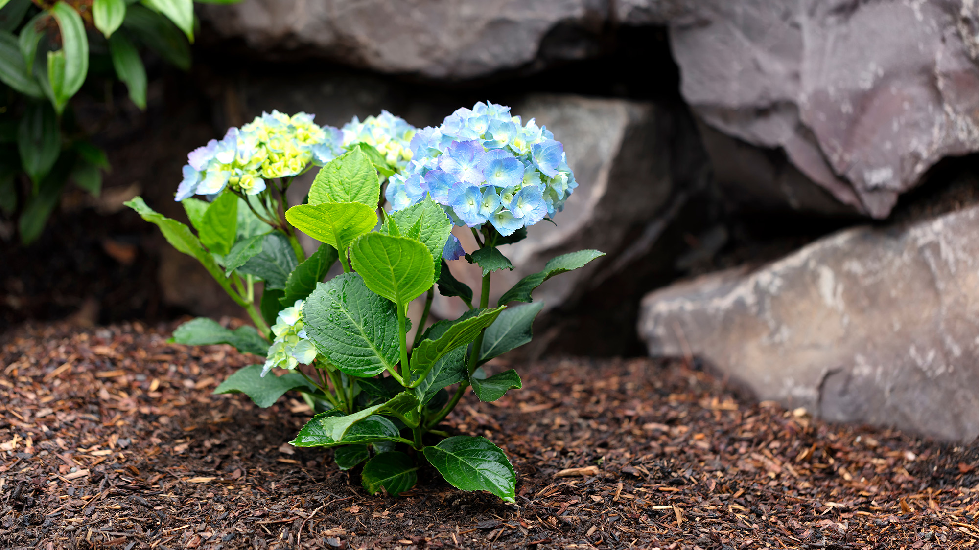 Mulch around a hydrangea