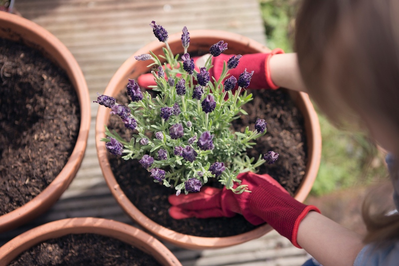 A person planting a lavender plant into a terracotta plant pot in their garden.