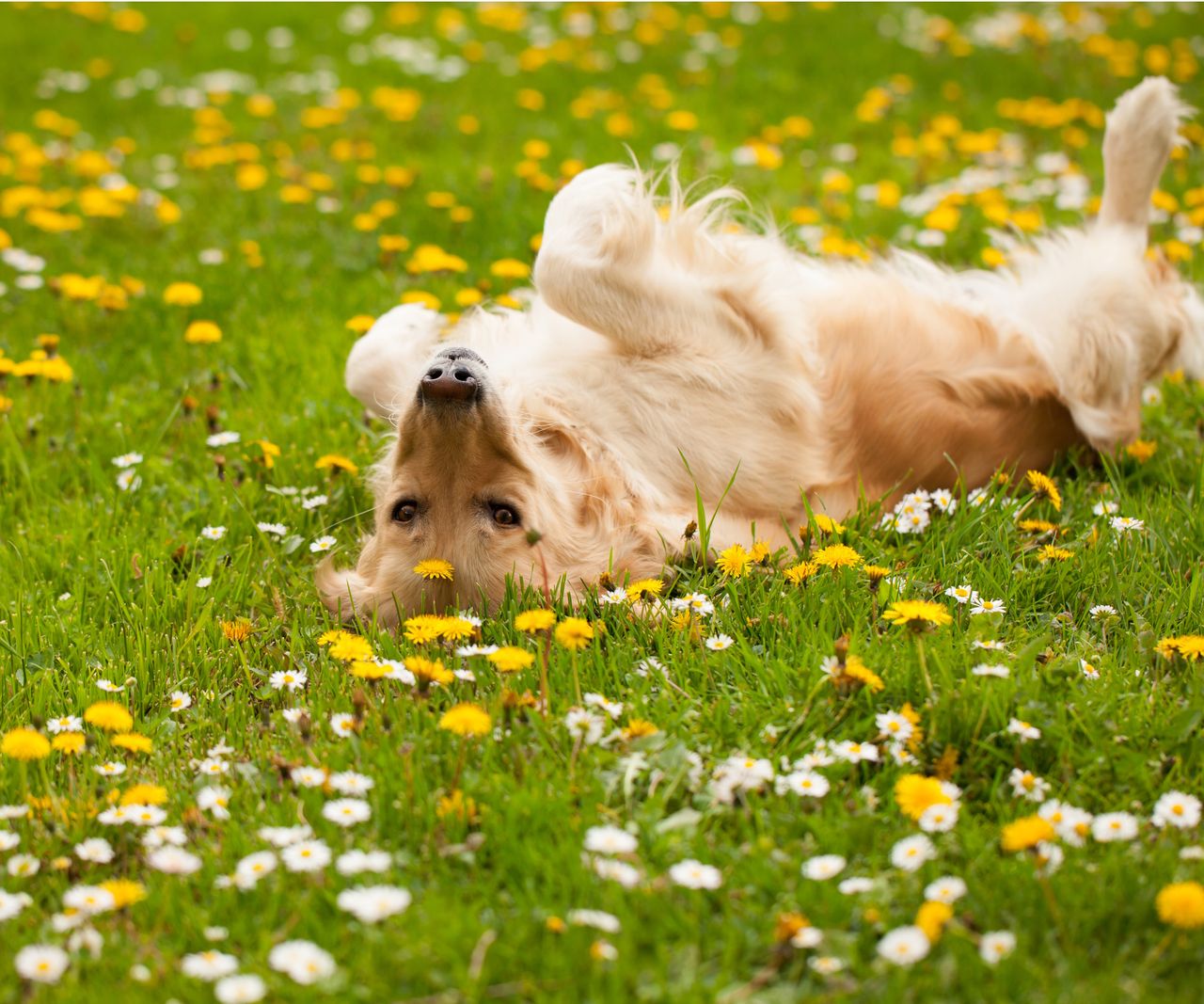 Best pet-friendly ground cover plants: 5 non-toxic plants | Homes and ...
