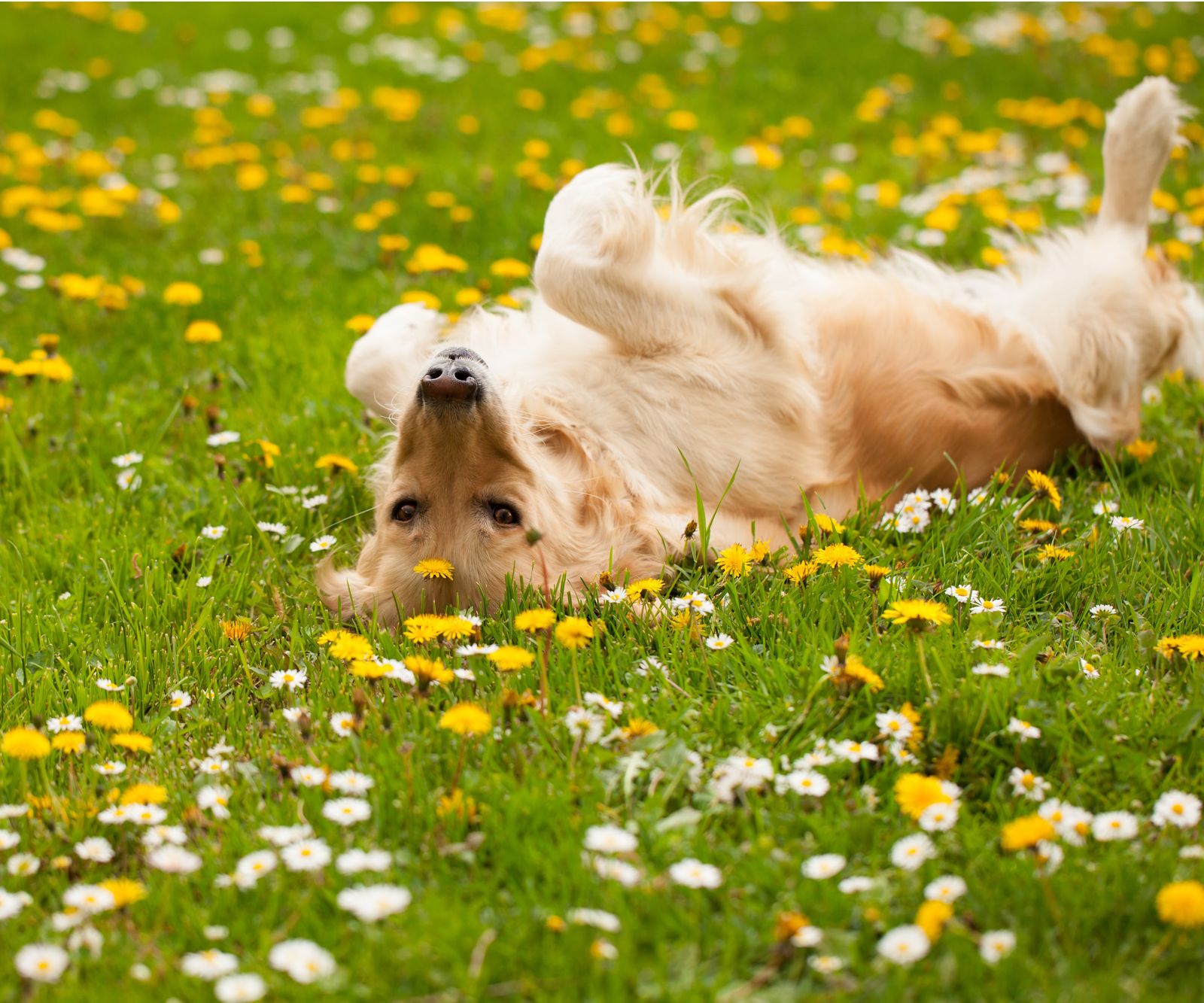 Best petfriendly ground cover plants 5 nontoxic plants Homes & Gardens