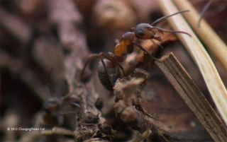 researchers hope to radio tag 1,000 hairy wood ants.