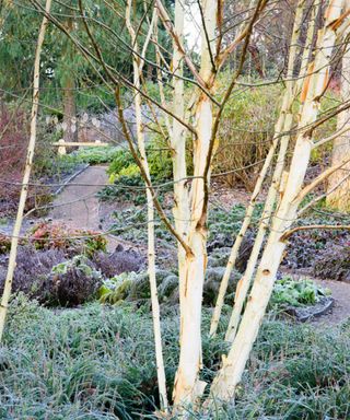 Winter garden ideas - silver birch