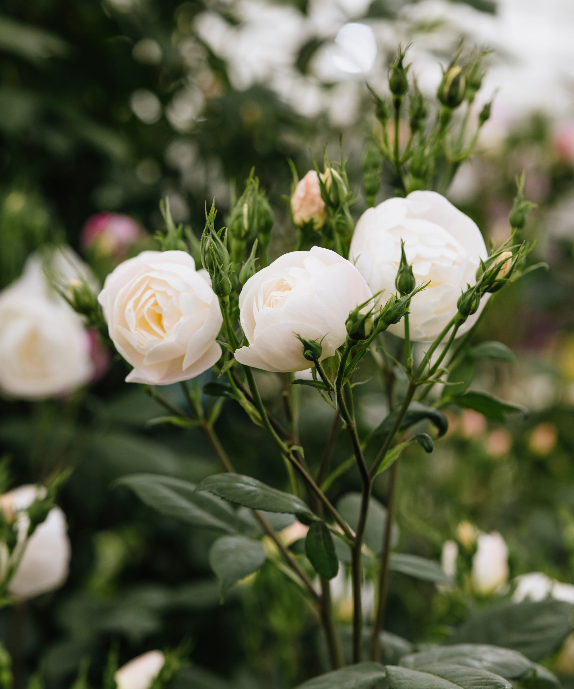 david beckham's new rose variety