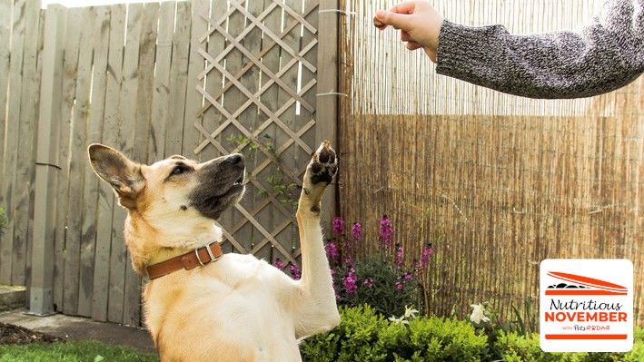 Can dogs eat pistachios? | PetsRadar