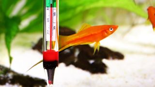 Thermometer in water with gold fish