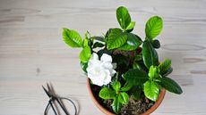 Blooming gardenia on table with black scissors