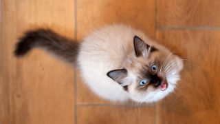 Ragdoll cat looking up at camera