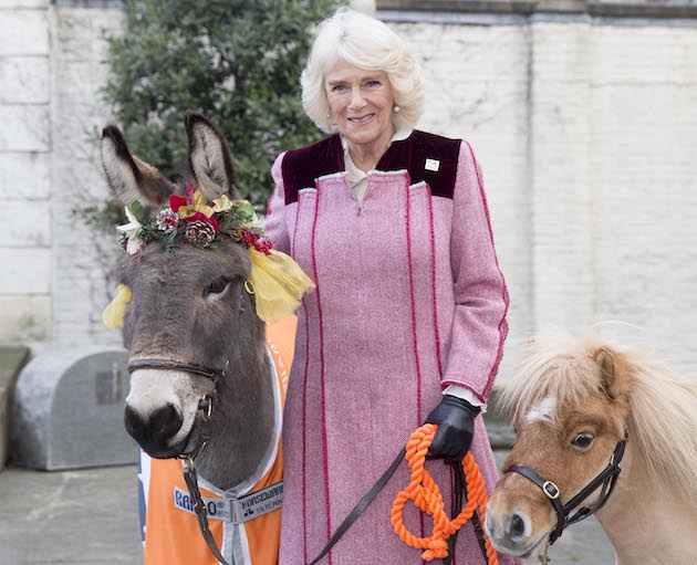 Harry-the-Miniature-Shetland-and-Ollie-the-Donkey2-copy.jpg
