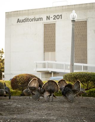Wild turkeys seen at the NASA Ames campus in California.