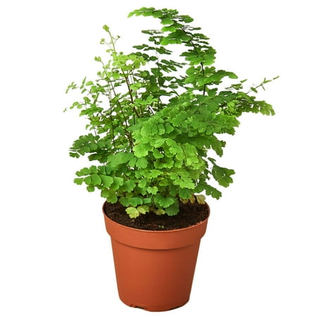 Maidenhair Fern Live Plant for Indoor | Different Houseplants in 4&#039;&#039; &amp;amp; 6&#039;&#039; Pot | Real House Plant for Living Room, Office, Desk &amp;amp; Bathroom | Black Southern | Venus Hair Fern