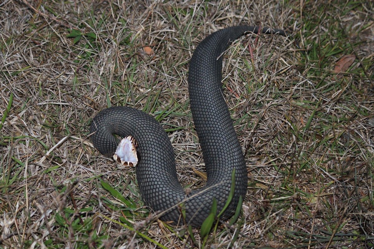 An angry cottonmouth shows off the white lining of its mouth in a defensive display. 