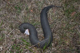 An angry cottonmouth shows off the white lining of its mouth in a defensive display. 