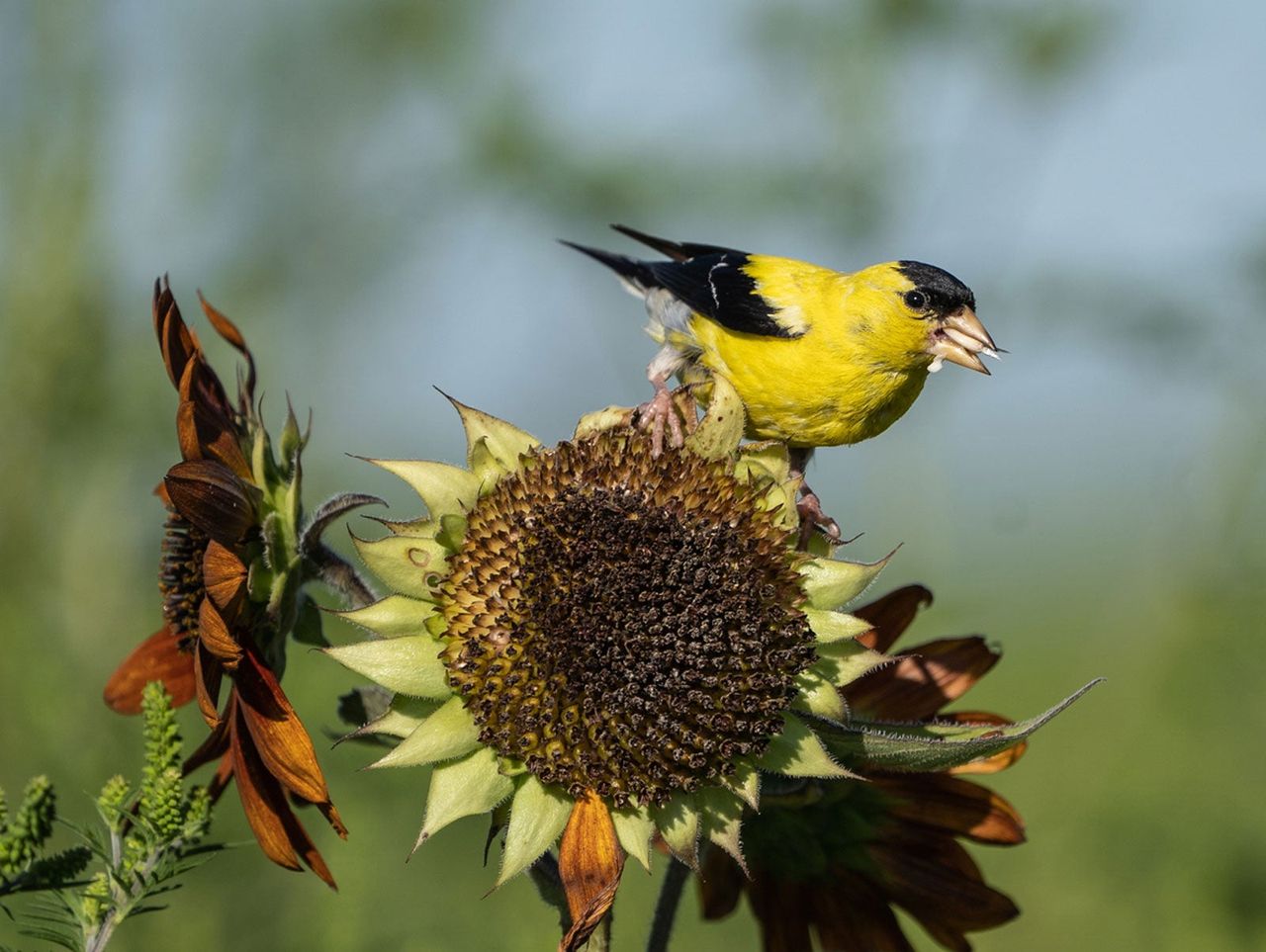 Bird Sitting On Top Of Dried Sun Flower