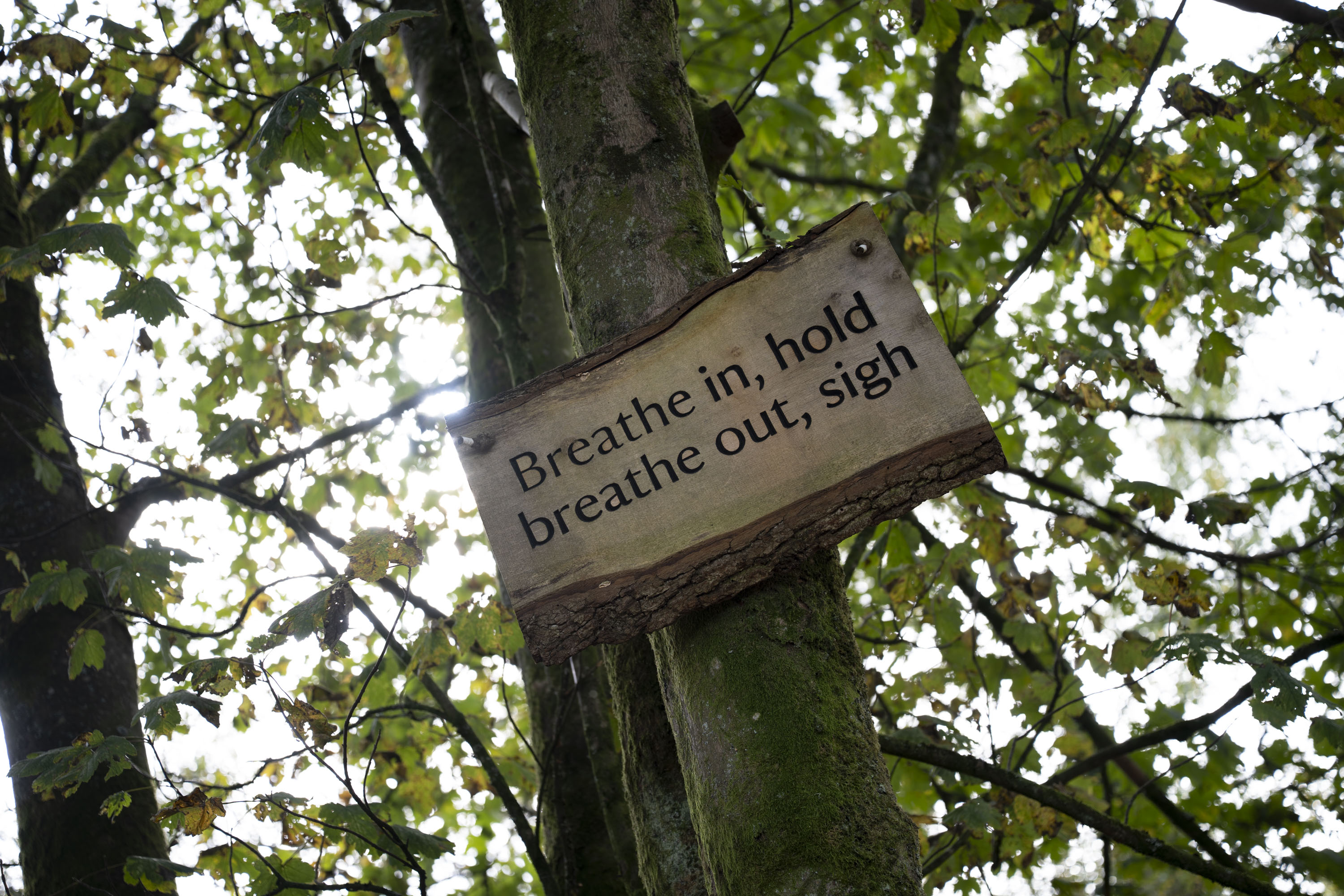 Nikon Z 24-70mm f/2.8 S II sample gallery:  a wooden sign up a tree that says Breathe in, hold, breathe out, sigh, with the sun behind it